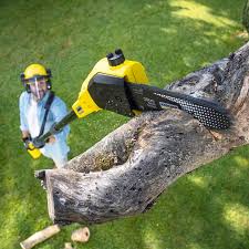 Reliable Olney, TX Tree Removal Solutions