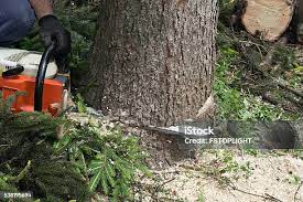 Best Tree Trimming and Pruning  in Olney, TX