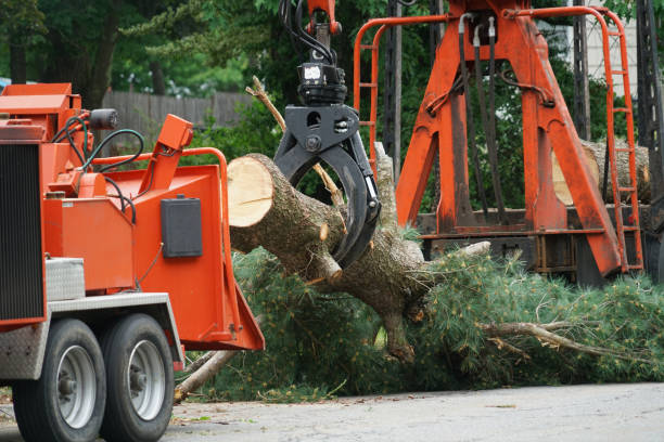 Best Weed Control  in Olney, TX