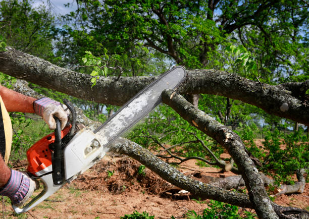 Best Soil Testing and Treatment  in Olney, TX